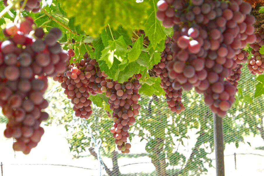 Fruit Harvest at New Norcia